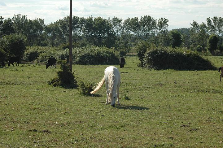 camargue (25)